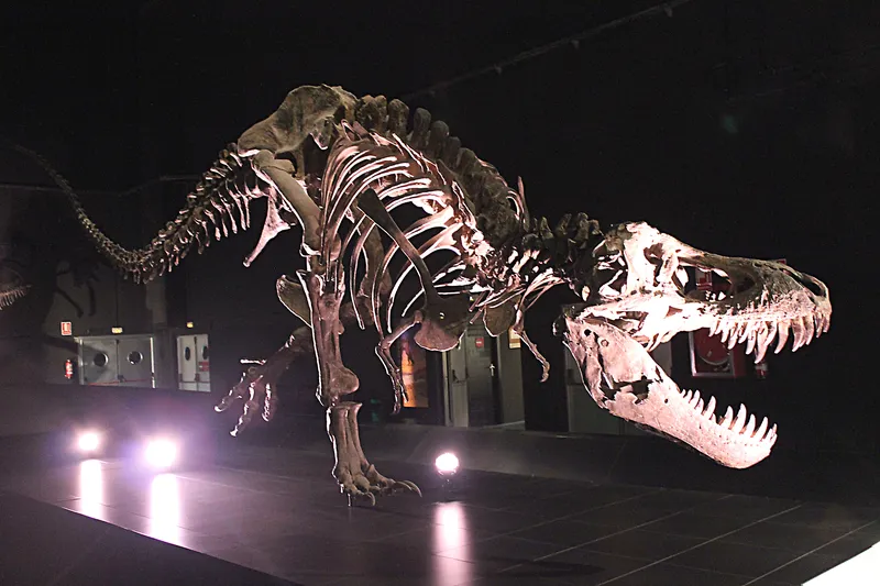 MUSEO ARAGONÉS DE PALEONTOLOGÍA