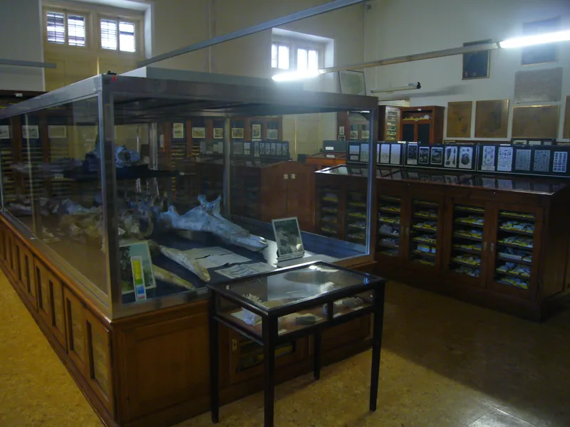 MUSEU GEOLÒGIC DEL SEMINARI DE BARCELONA